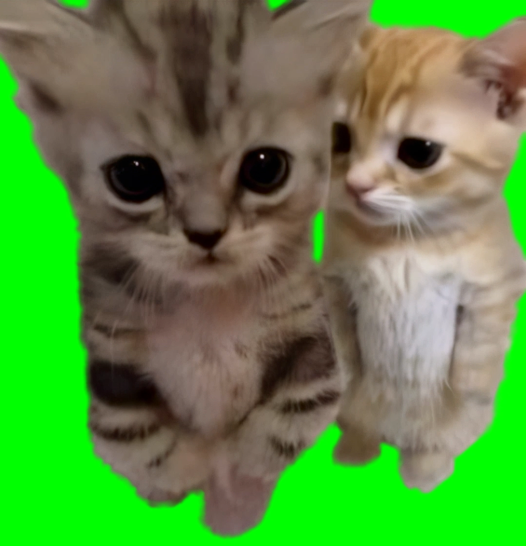 Cats Hugging AI Video meme (Green Screen)
