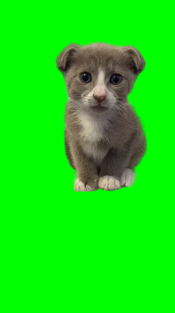 Billy Half Dog Half Cat meme (Green Screen)