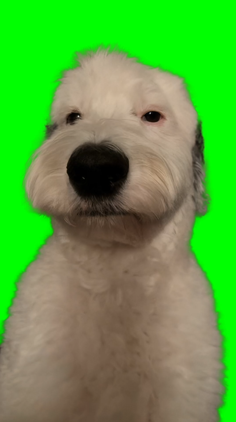 Brian Griffin in Real Life meme (Green Screen)