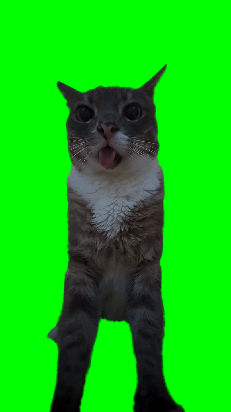 Rigby Cat Staring at Camera meme (Green Screen)