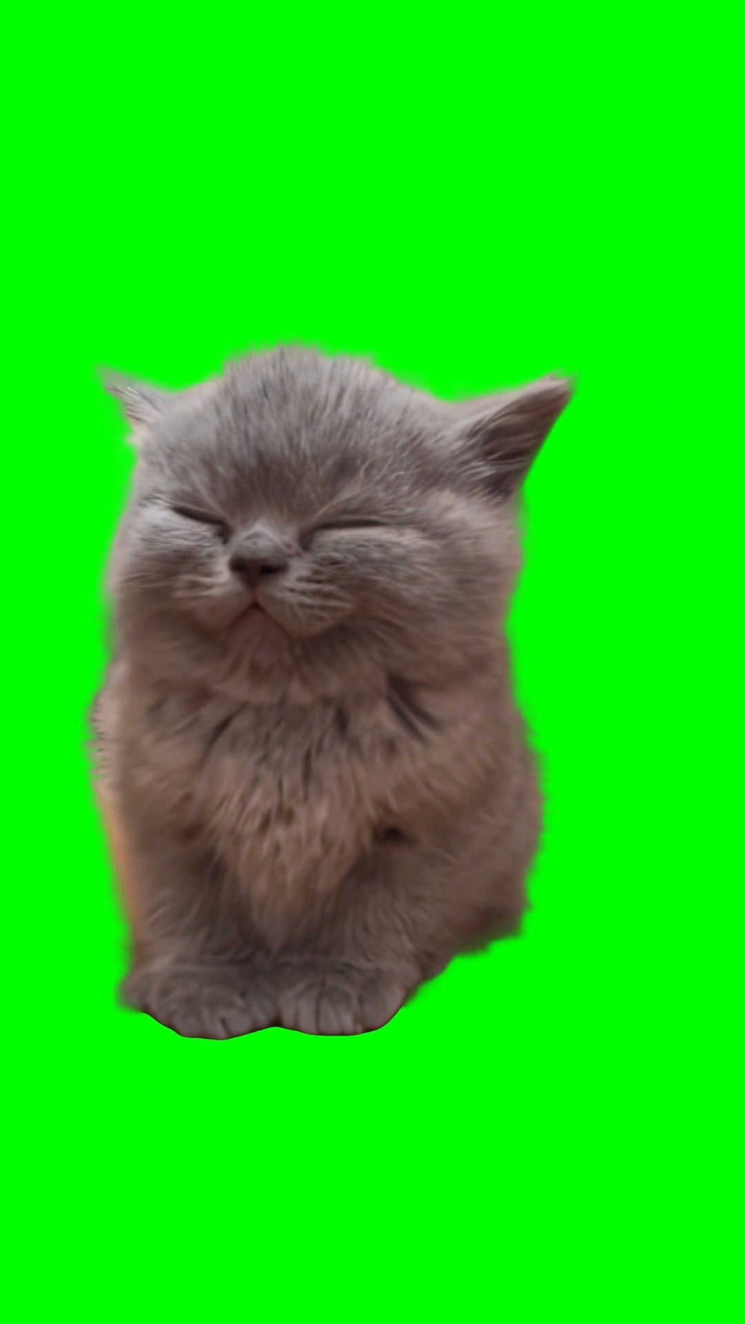 Smiling Grey Cat meme (Green Screen)