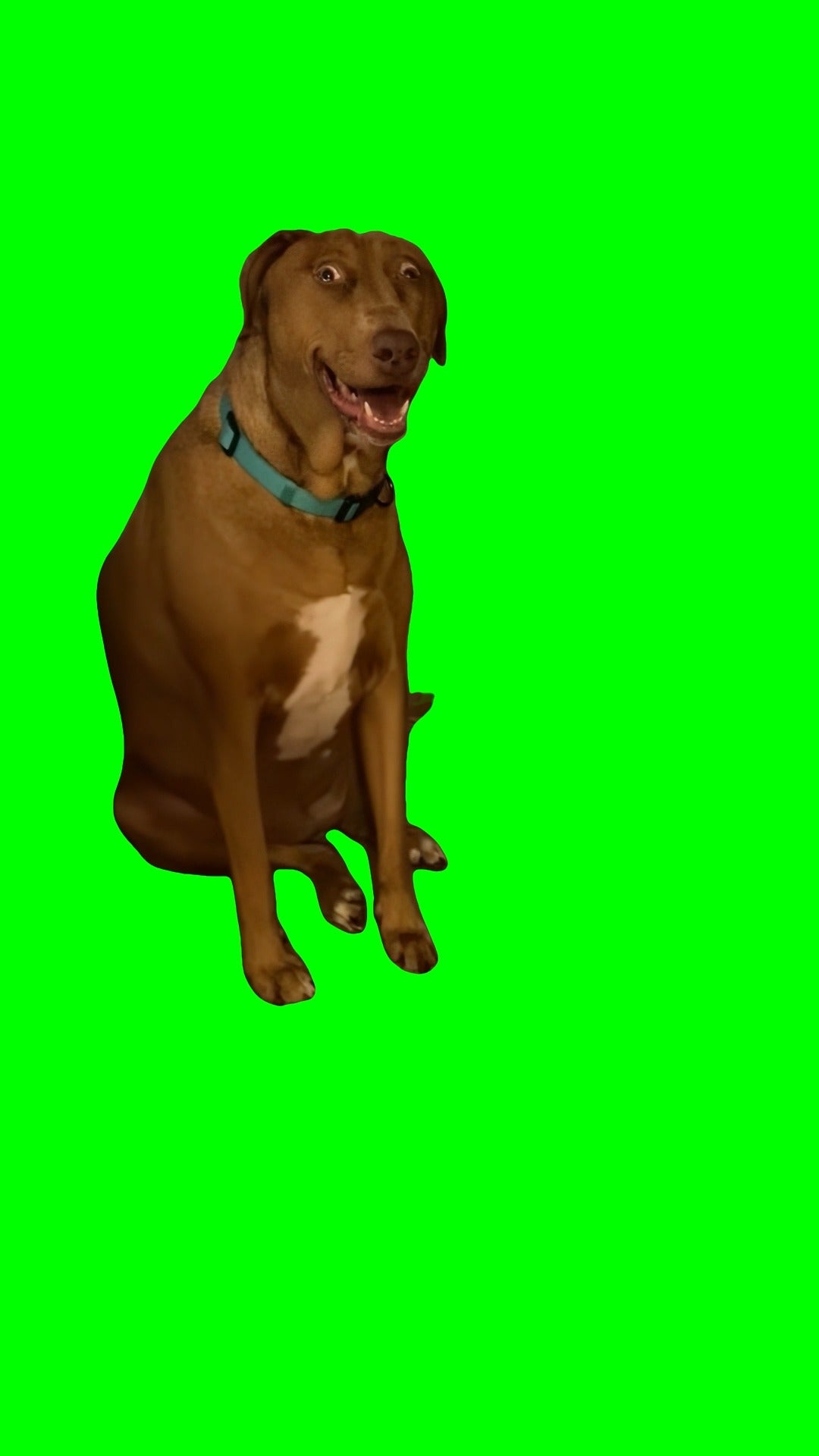 Surprised Dog Staring meme (Green Screen)