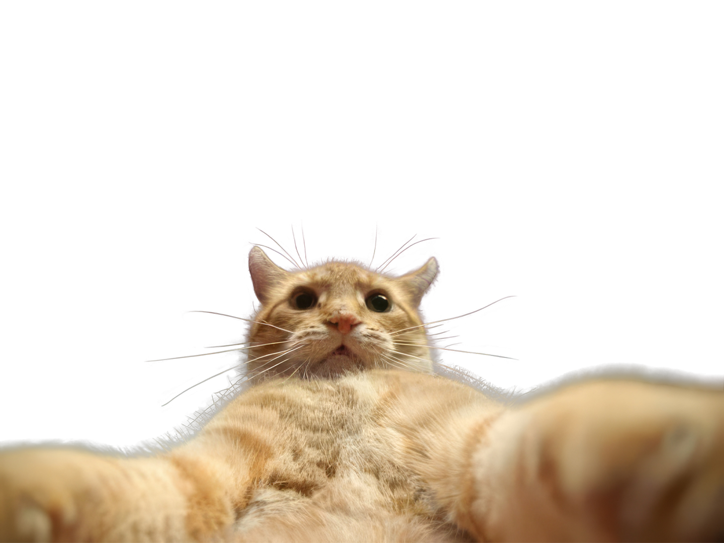 Cat taking a selfie photo meme (Green Screen) (Transparent PNG)