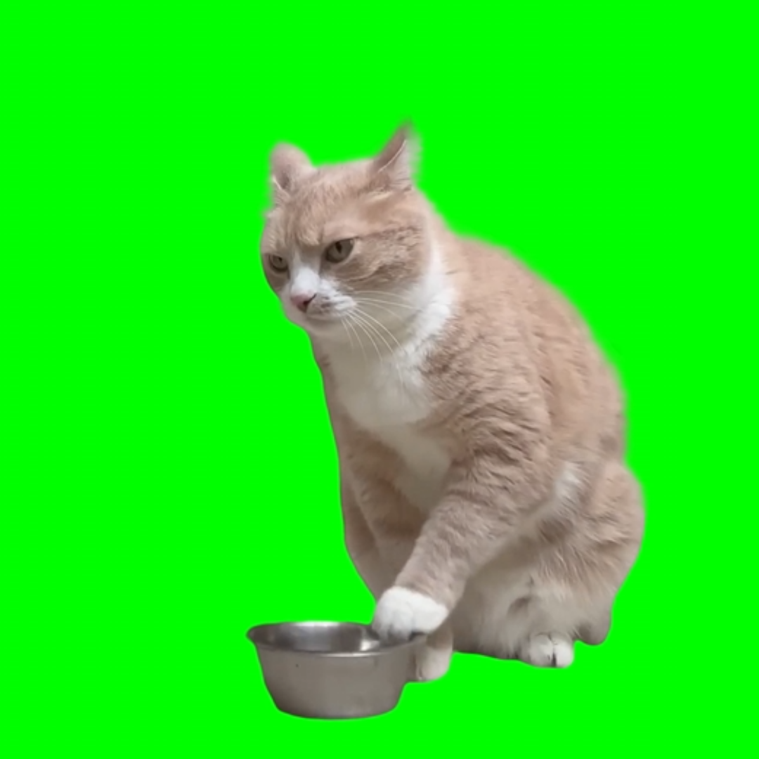 Hungry cat playing with an empty metal food bowl (Green Screen)