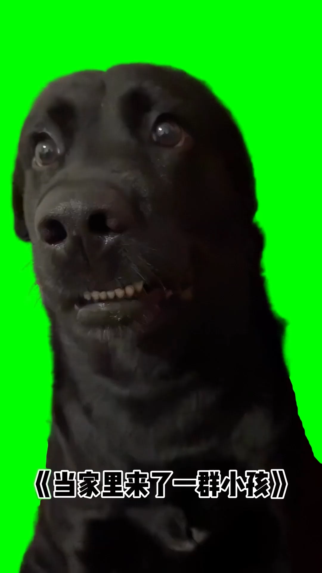 Confused Black Dog Grinning (Green Screen)