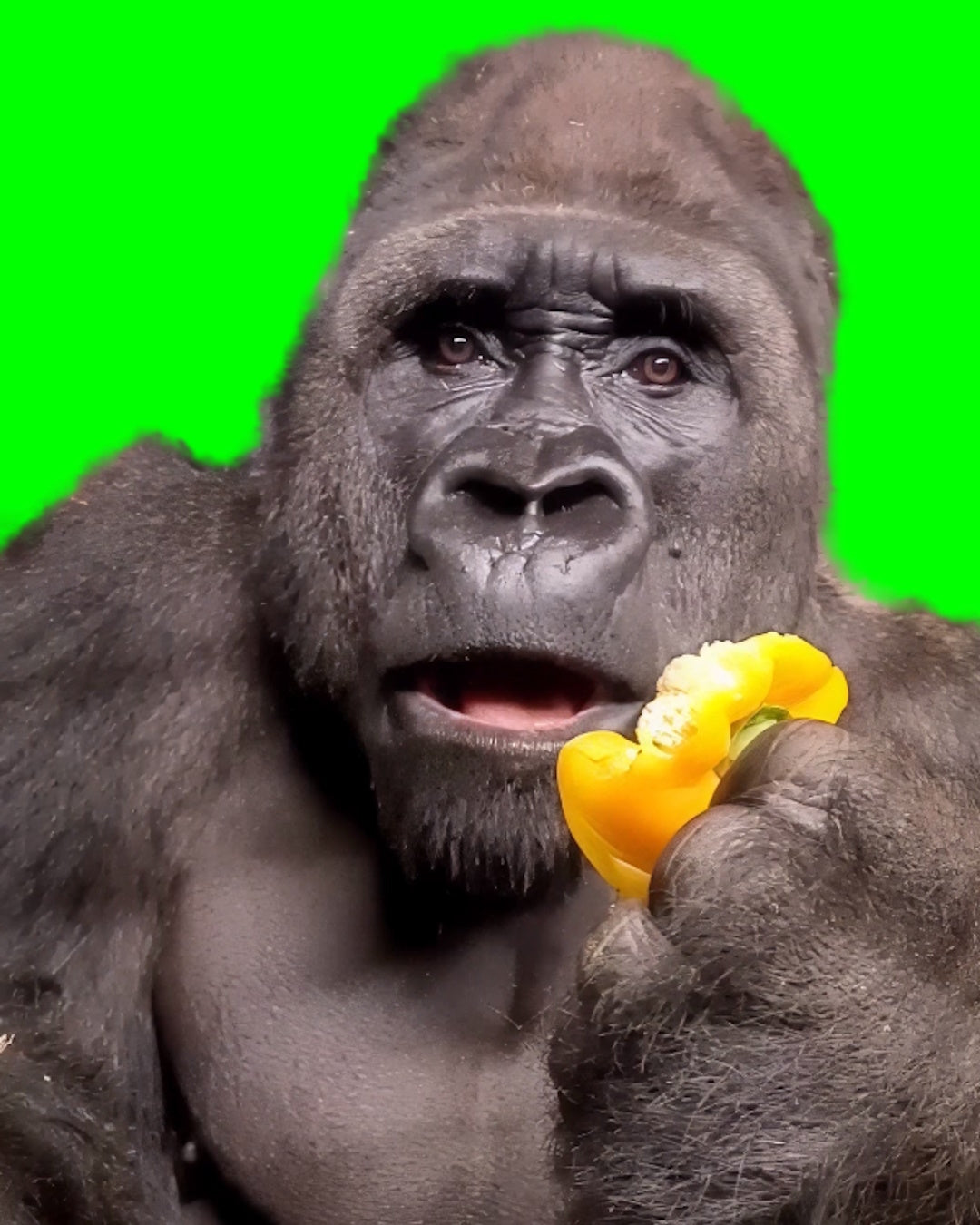 Gorilla eating bell pepper shocked face reaction meme (Green Screen)