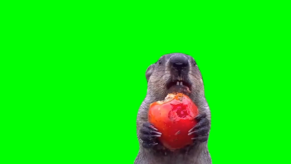 Groundhog Eating Stolen Crops  (Green Screen)