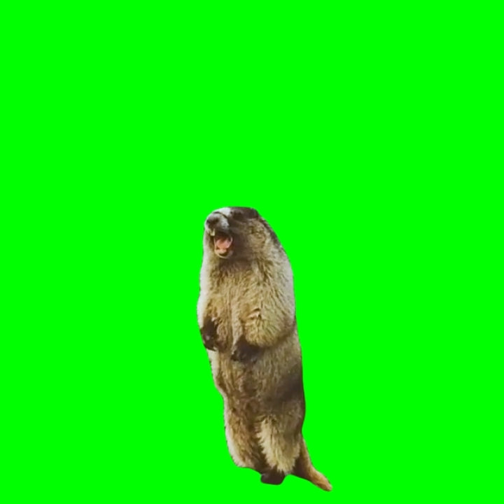 Marmot Screaming (Green Screen)
