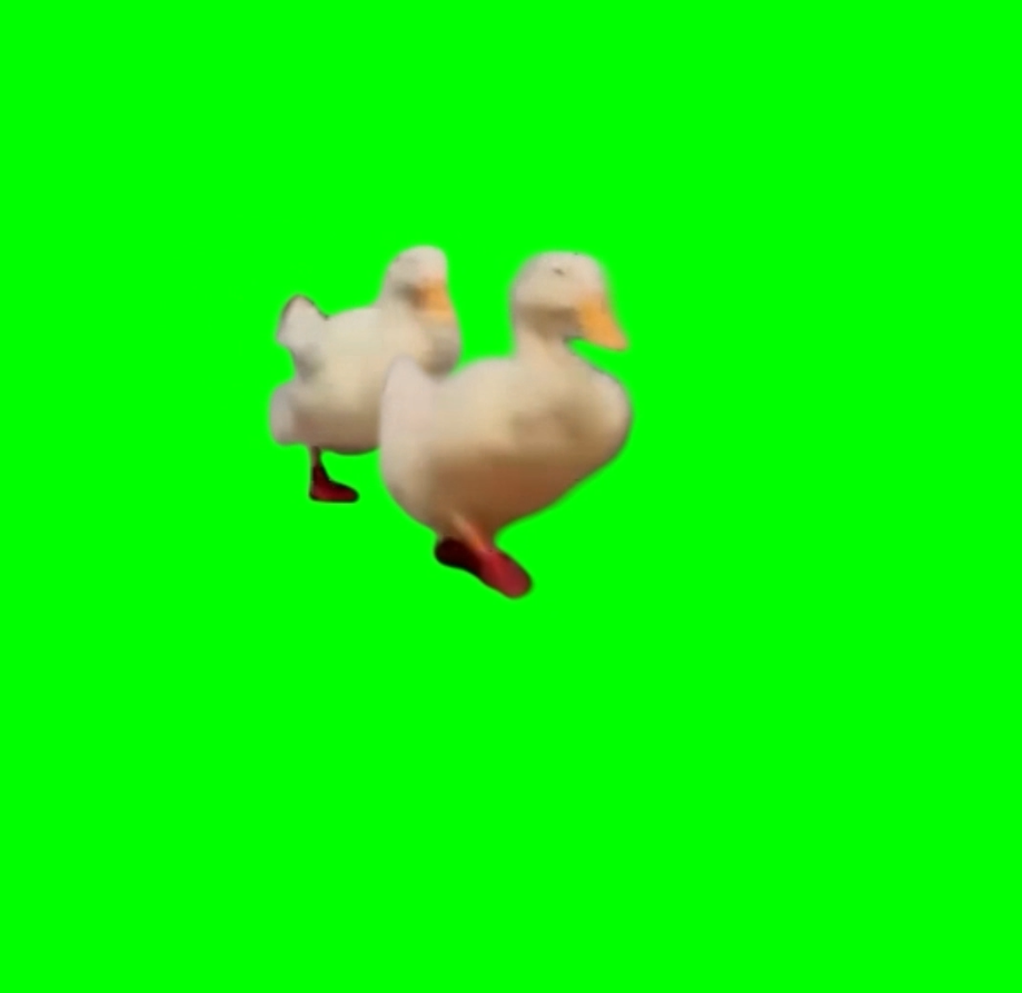 3 Ducks Running turns into 2 Ducks (Green Screen)