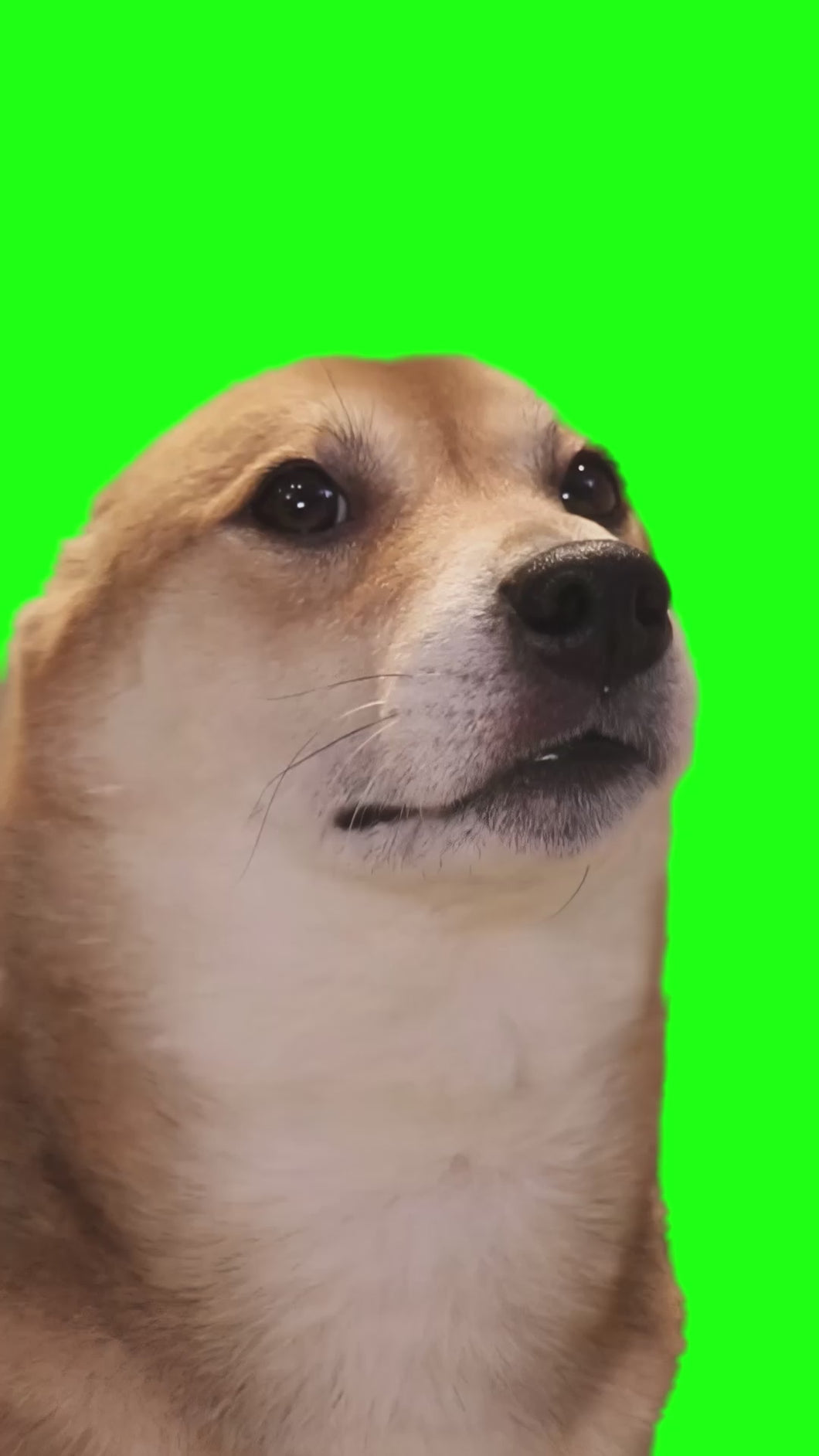 Dog vibing to the Epic Sax Guy song meme (Green Screen)