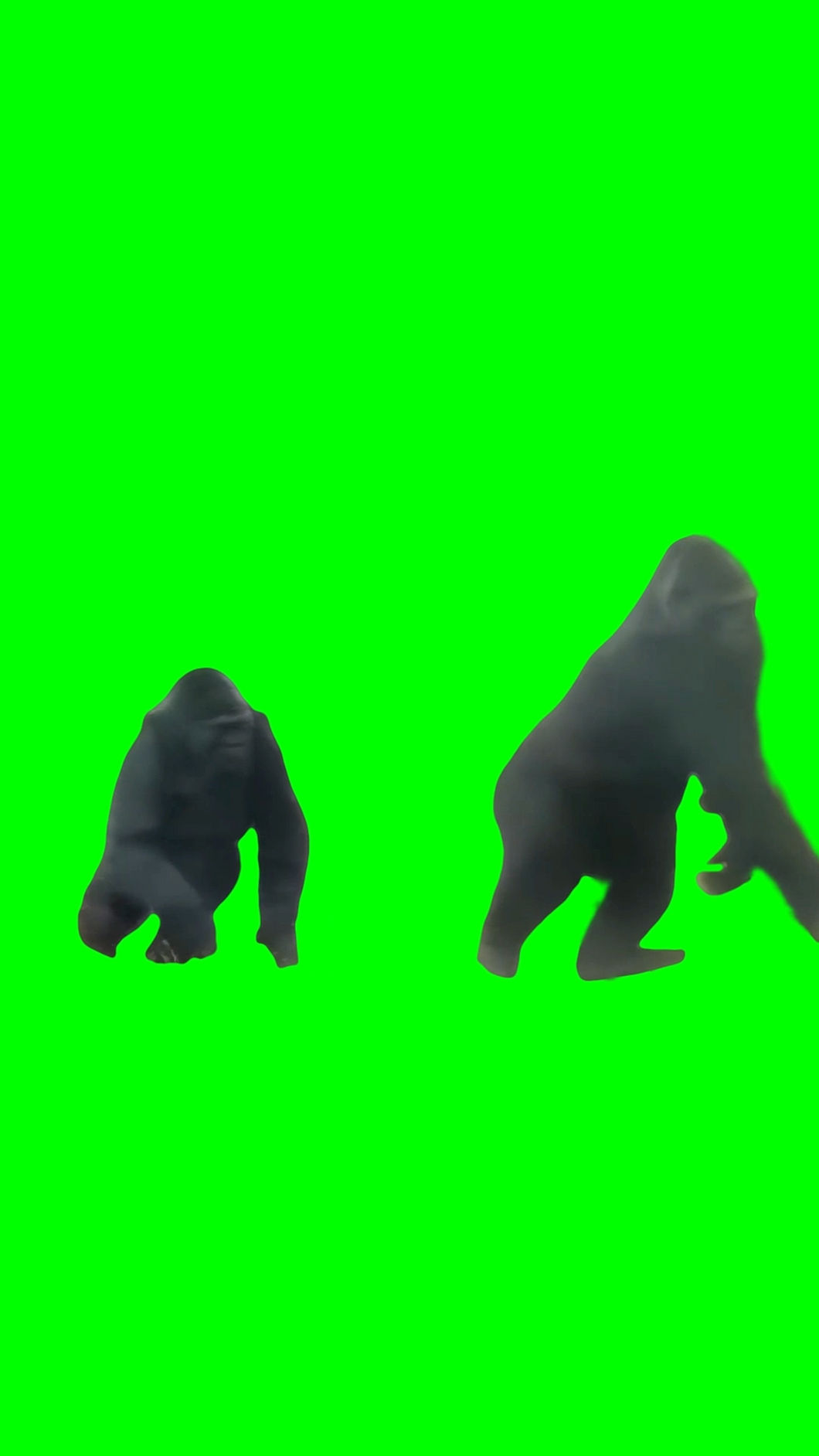 3 gorillas walking and sneaking out meme (Green Screen)