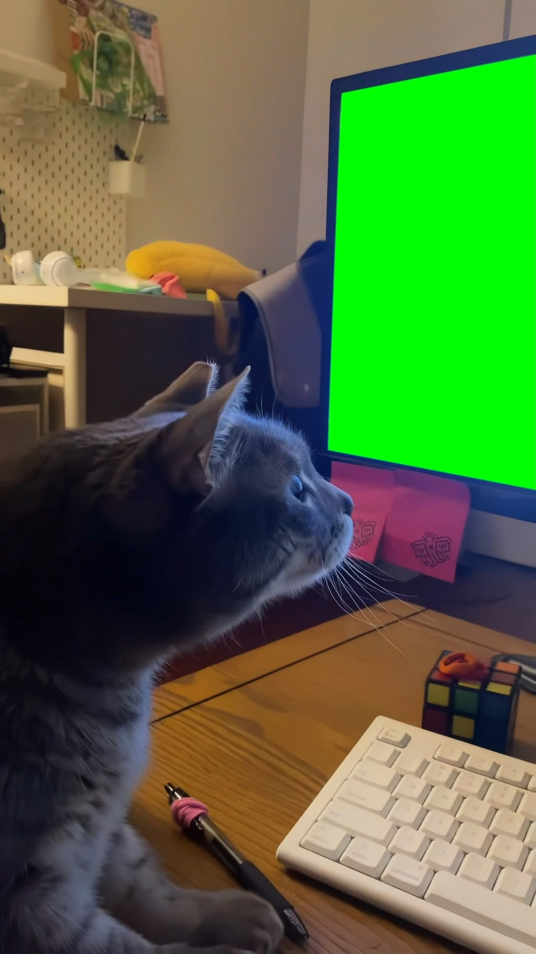 Cat Touching the Computer Monitor meme (Green Screen)