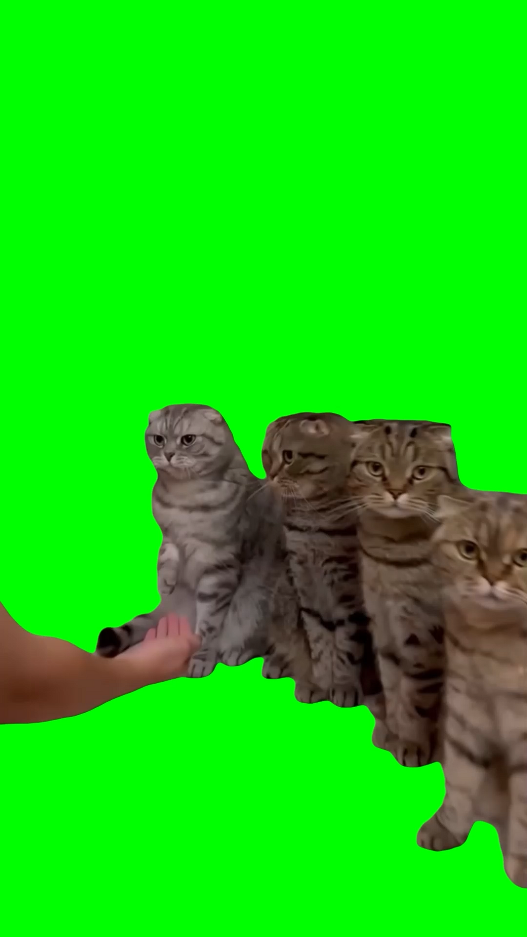 Cats getting handshakes (Green Screen)
