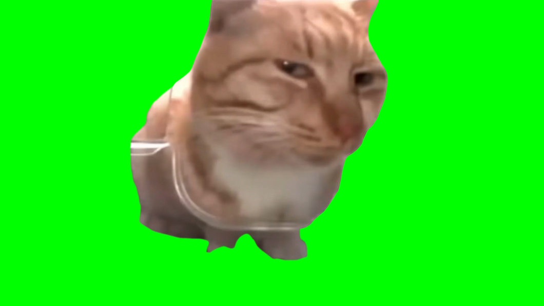 Cat Side Eye meme - Mr. Fresh the Cat  (Green Screen)