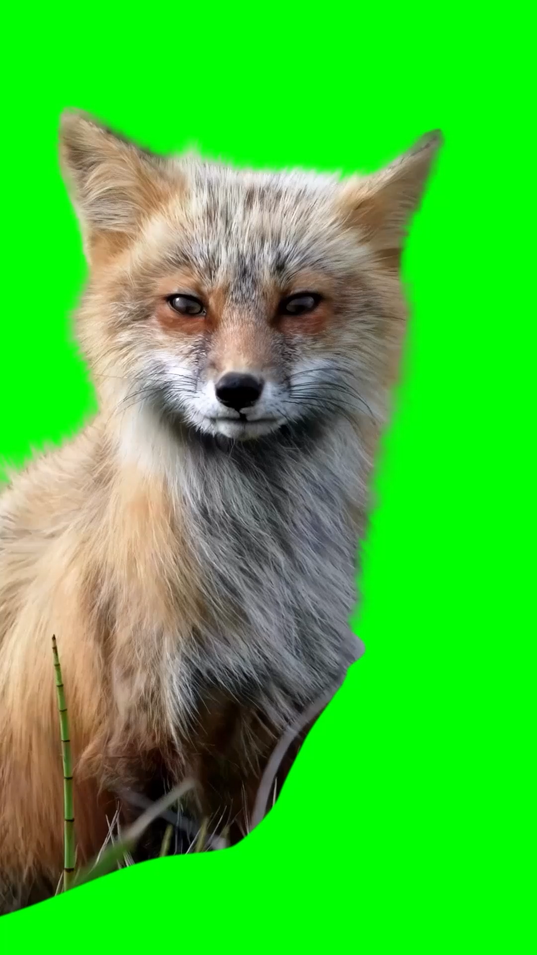 Fox enjoying the wind (Green Screen)