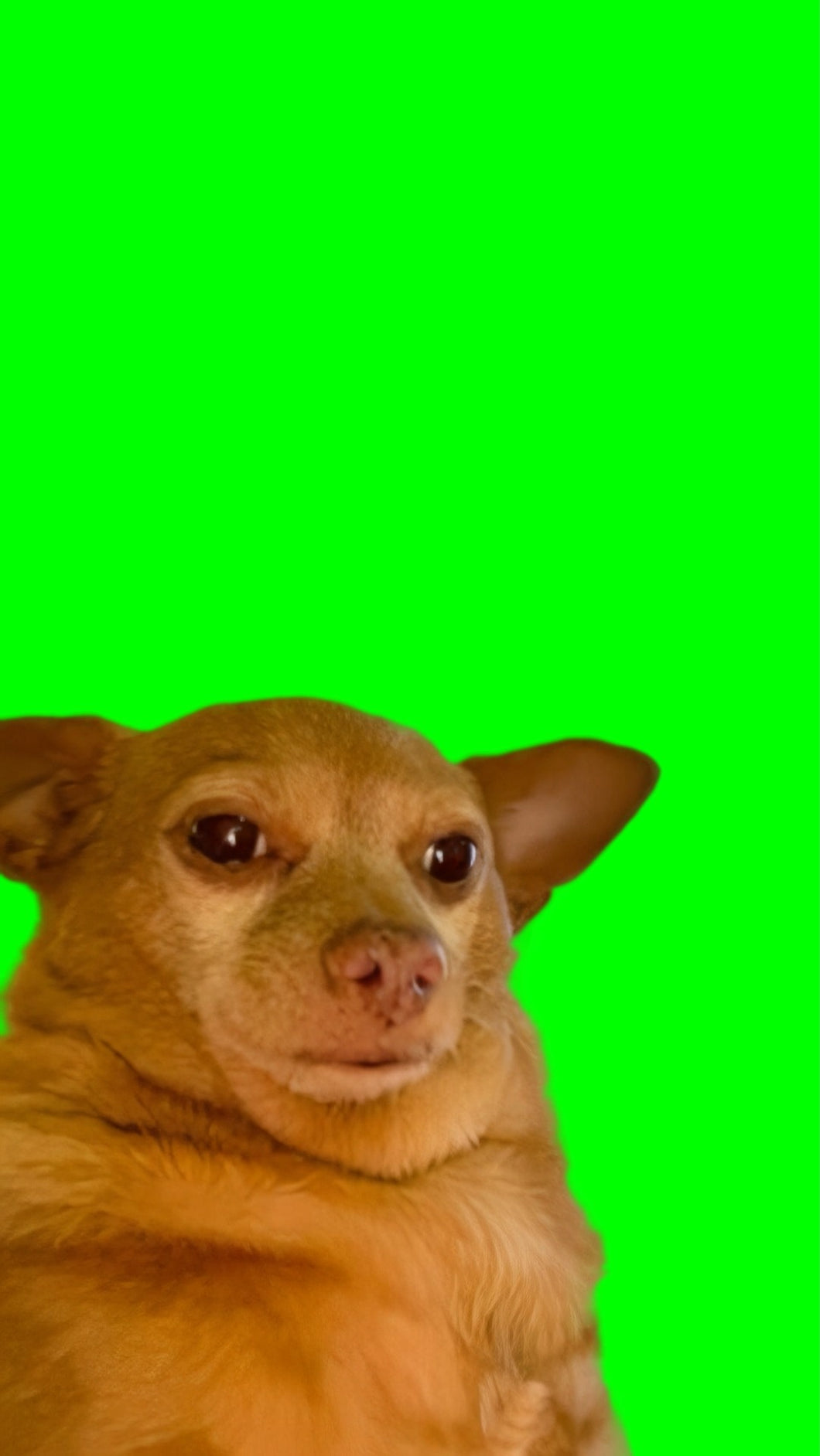 Cheddariniii Dog singing in Chinese meme (Green Screen)