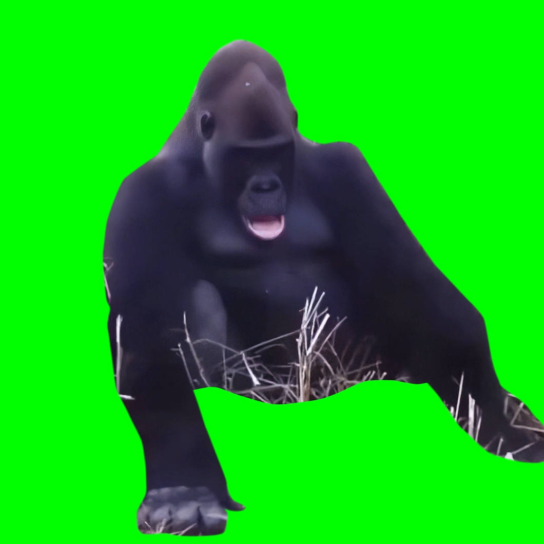 Gorilla Falling Over meme (Green Screen)