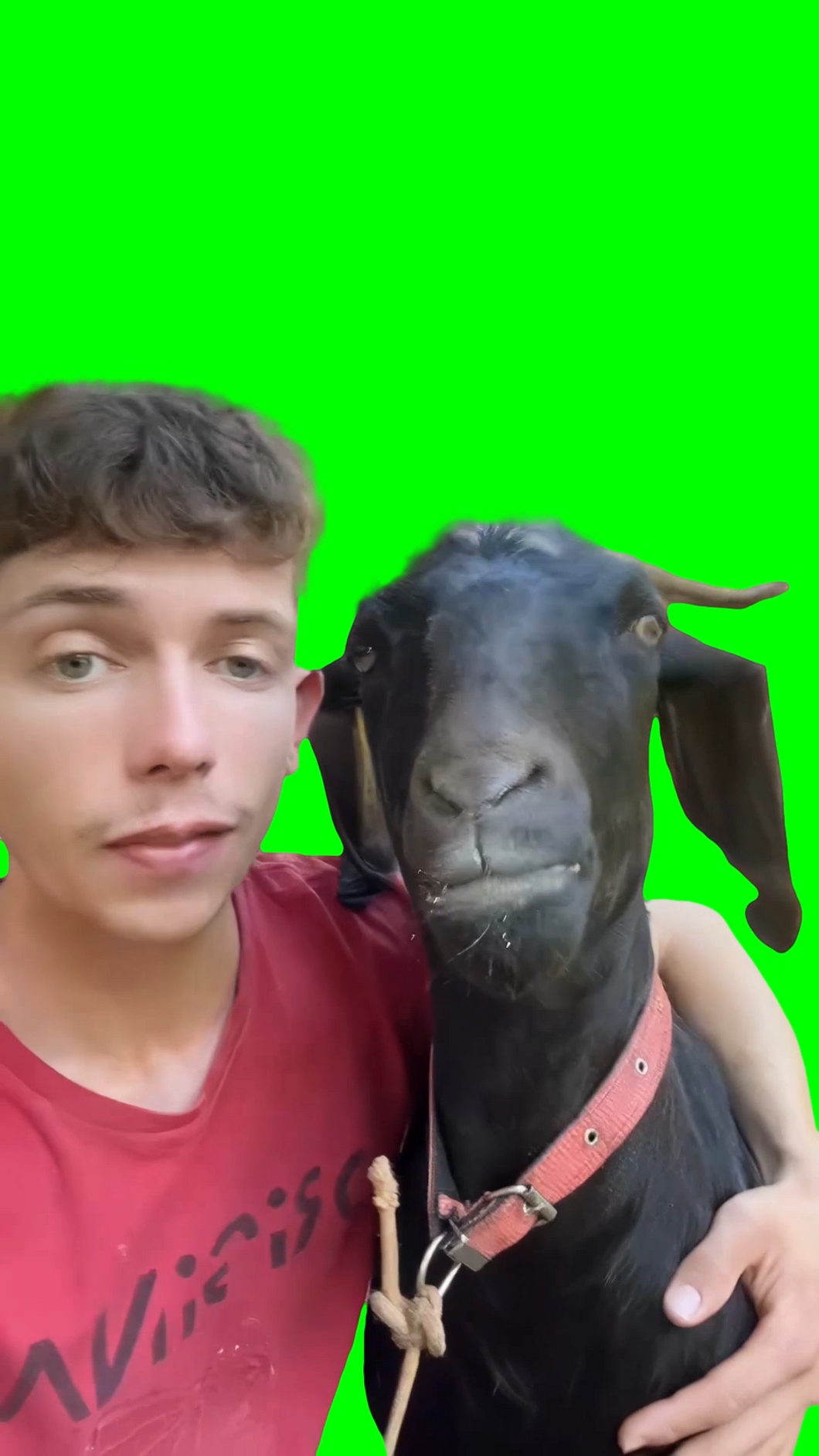Man singing and hugging goat (Green Screen)