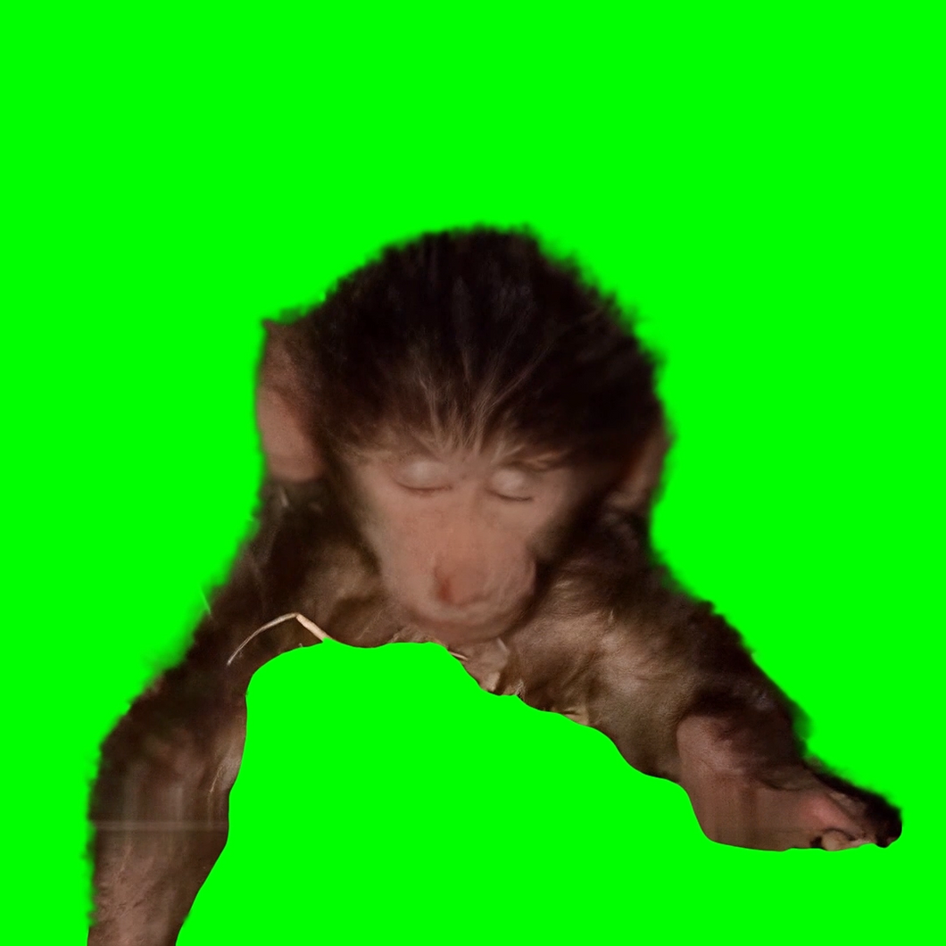 Baby Monkey Closing His Eyes meme - Baby Monkey Accepting His Fate (Green Screen)