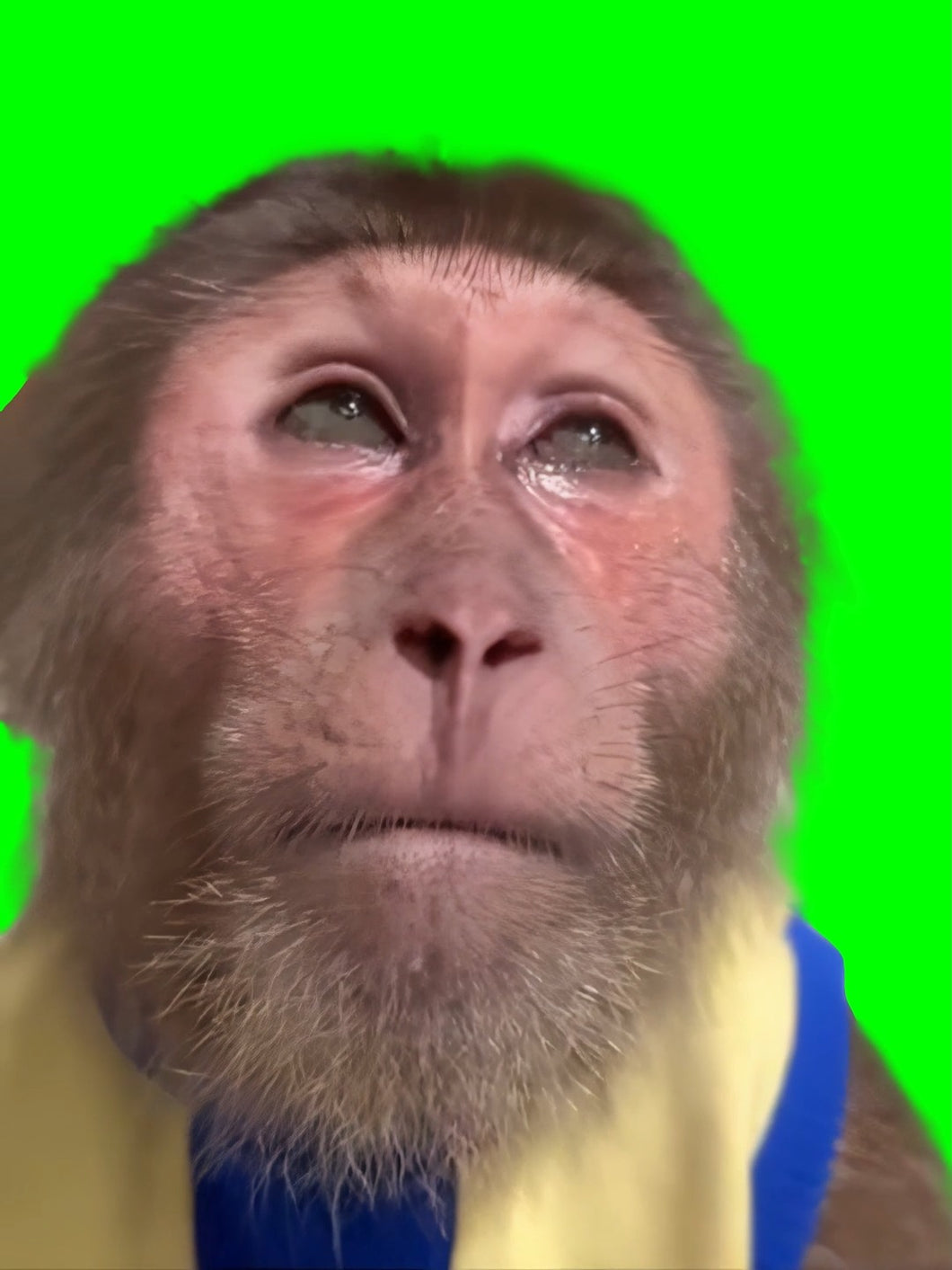 Monkey Crying meme (Green Screen)
