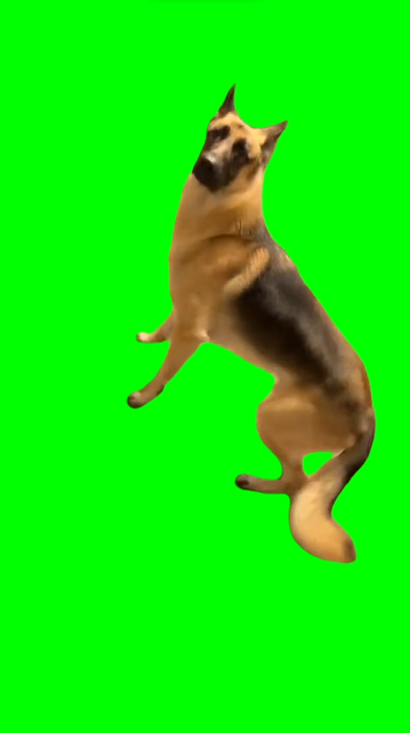 Dog goes outside and regrets (Green Screen)