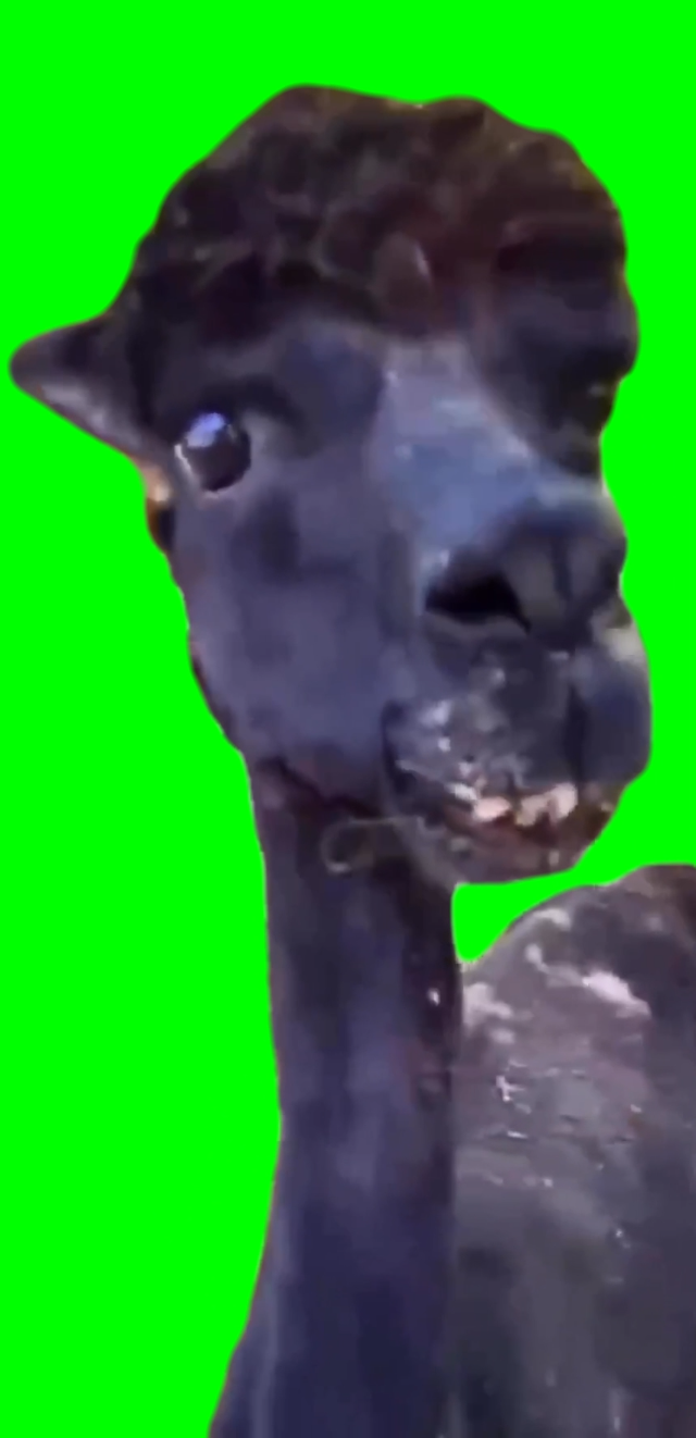 Ugly Llama (Green Screen)