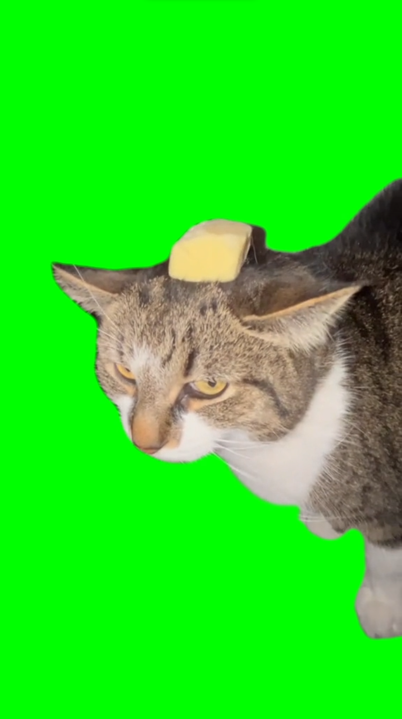 Butter Cat, Cat With The Butter (Green Screen)