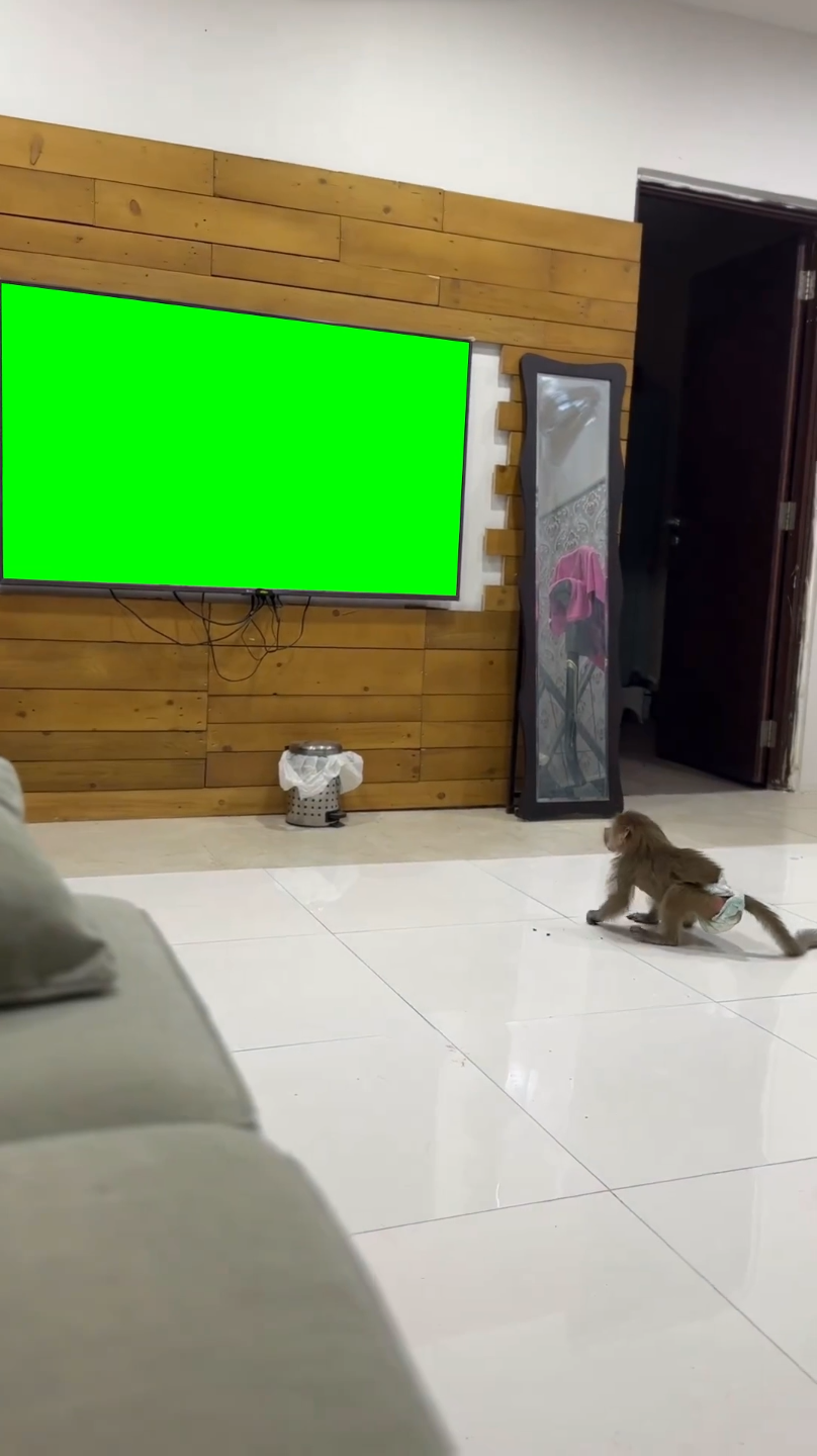 Monkey Scared of Green Screen TV v2