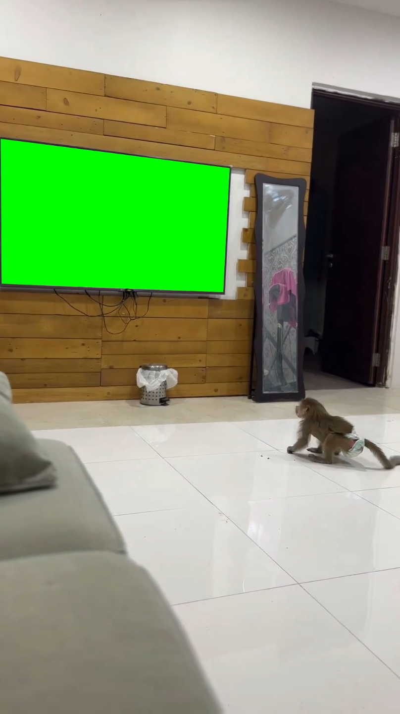 Monkey calling using phone meme (Green Screen) – CreatorSet