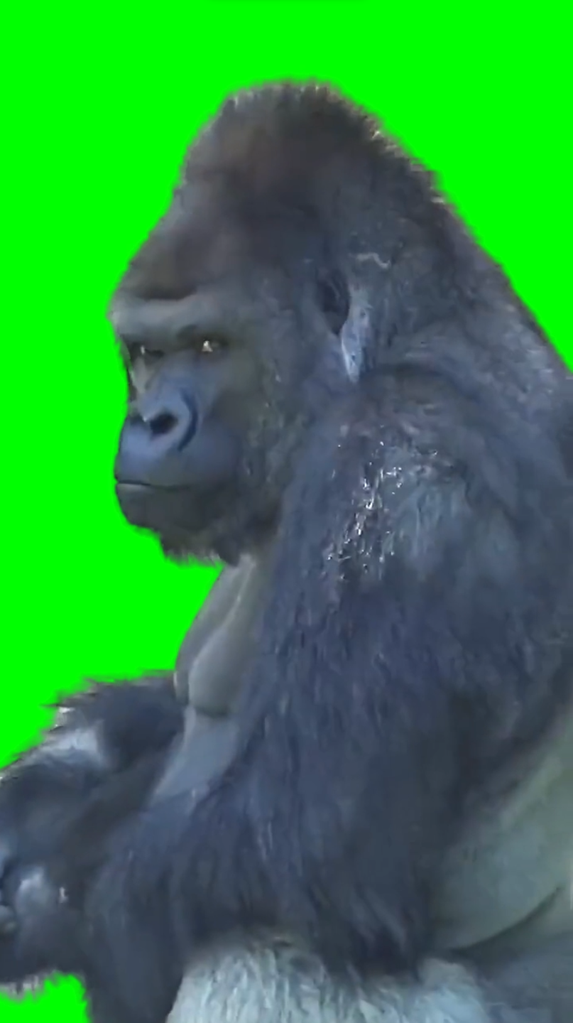 Gorilla menacing face (Green Screen)