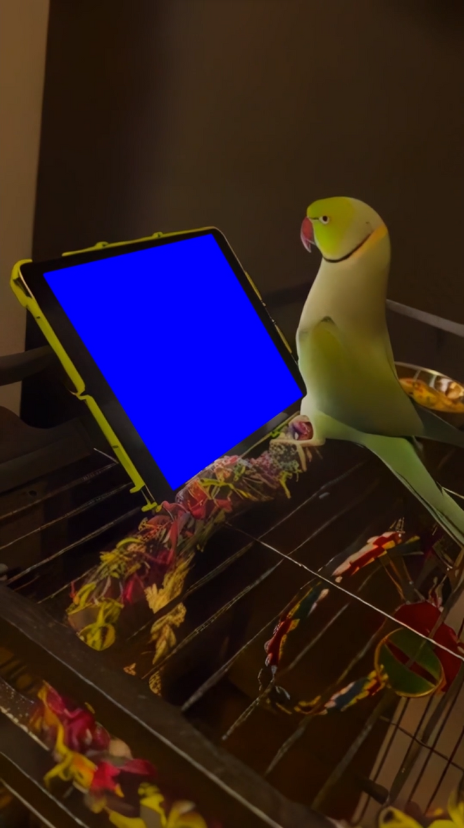 Green Parrot using iPad (Blue Screen) (Green Screen) – CreatorSet