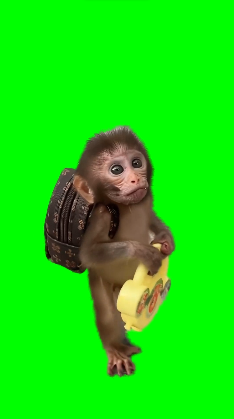 Baby monkey wearing a backpack going to school (Green Screen)