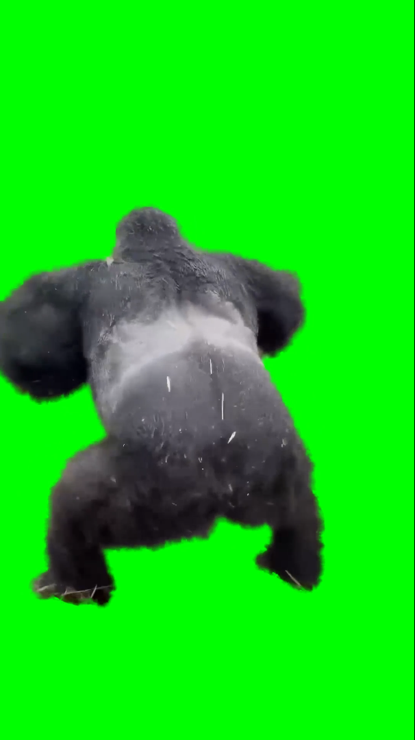 Wild Gorilla King Kong IRL beating his chest and charging (Green Screen)
