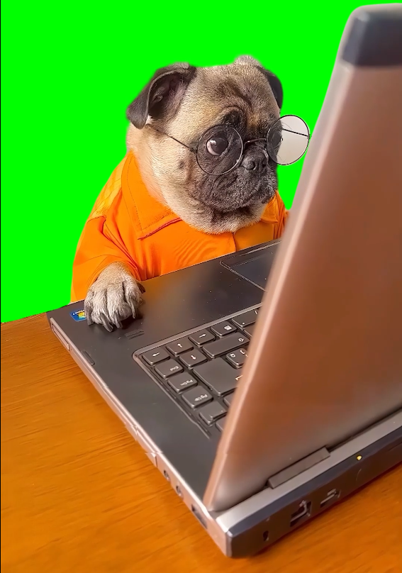 Dog Looking at a Computer meme (Green Screen) – CreatorSet