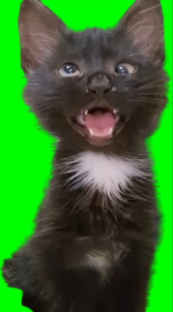 Cross Eyed Cat meme (Green Screen)