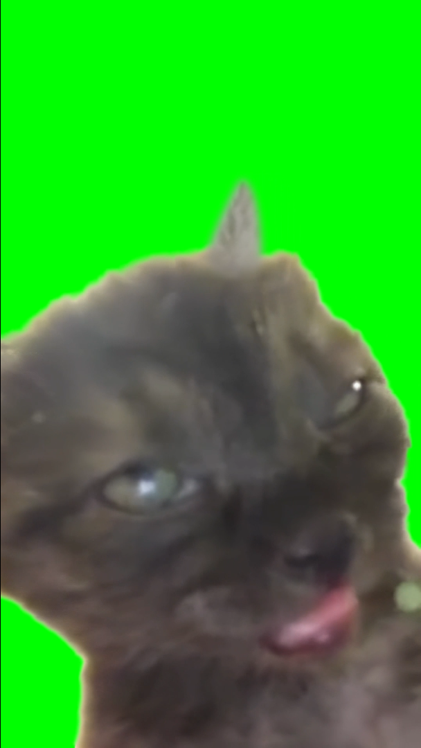 Sleepy Black Cat Drooling meme (Green Screen)