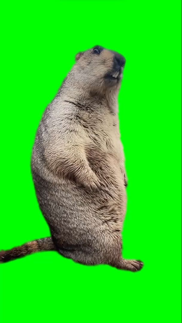 Marmot Turning Around and Looking Shocked meme (Green Screen)