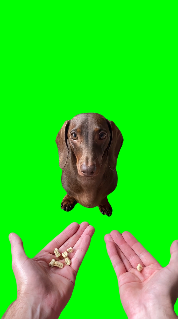 Dog Looking Betrayed meme V2 (Green Screen)