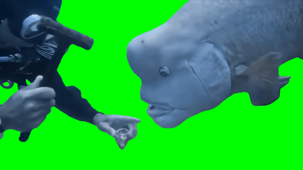 Big Forehead Fish watching a Diver hammer a rock meme (Green Screen)