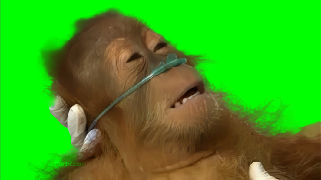 Sick Orangutan Monkey meme (Green Screen)