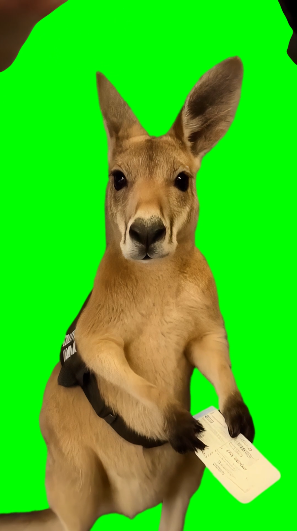 Kangaroo Holding Boarding Pass meme (Green Screen)