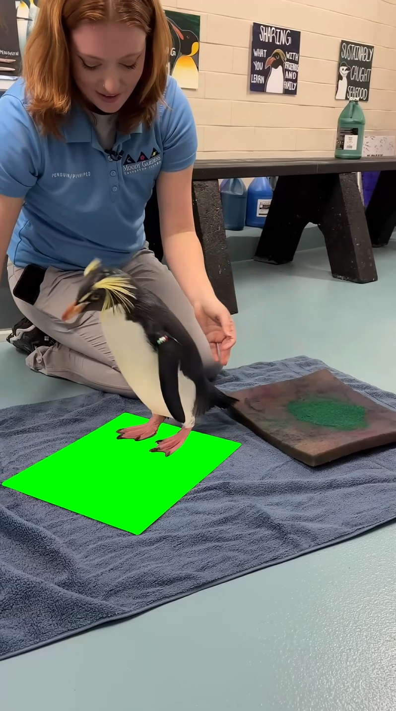 Marley the Penguin Making Art with Janie meme (Green Screen)
