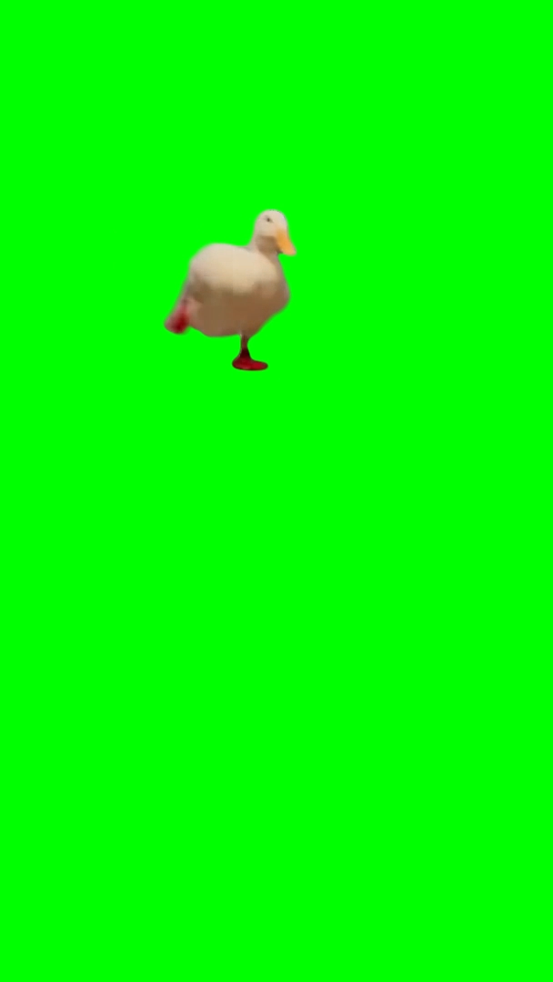 Duck Running Around (Green Screen)