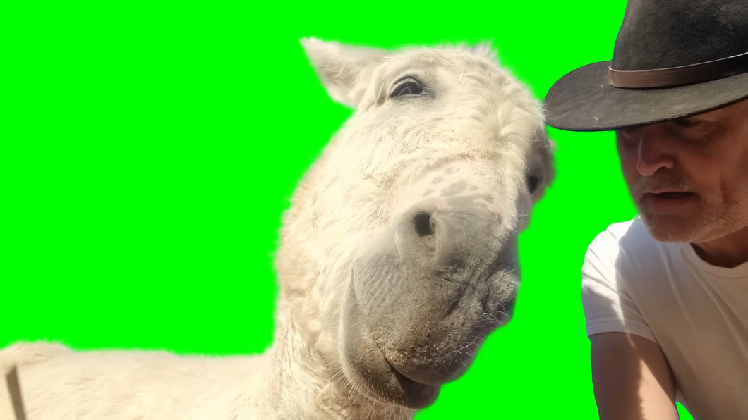 You're Actually a Very Handsome Donkey meme (Green Screen)
