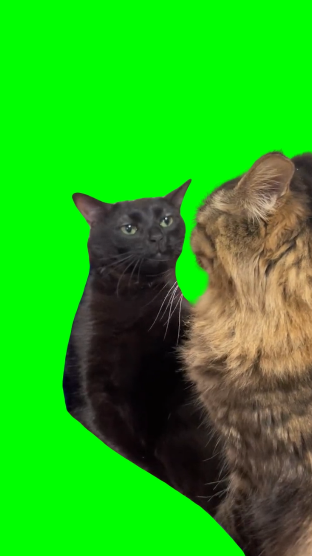 Black Cat Zoning Out Meme (Green Screen)