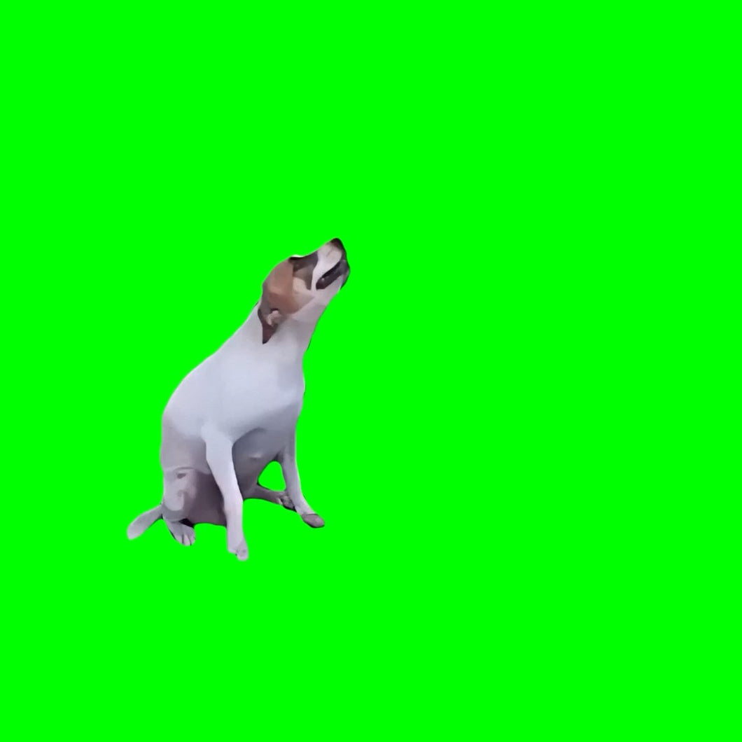Brazilian Dog Dancing (Green Screen)