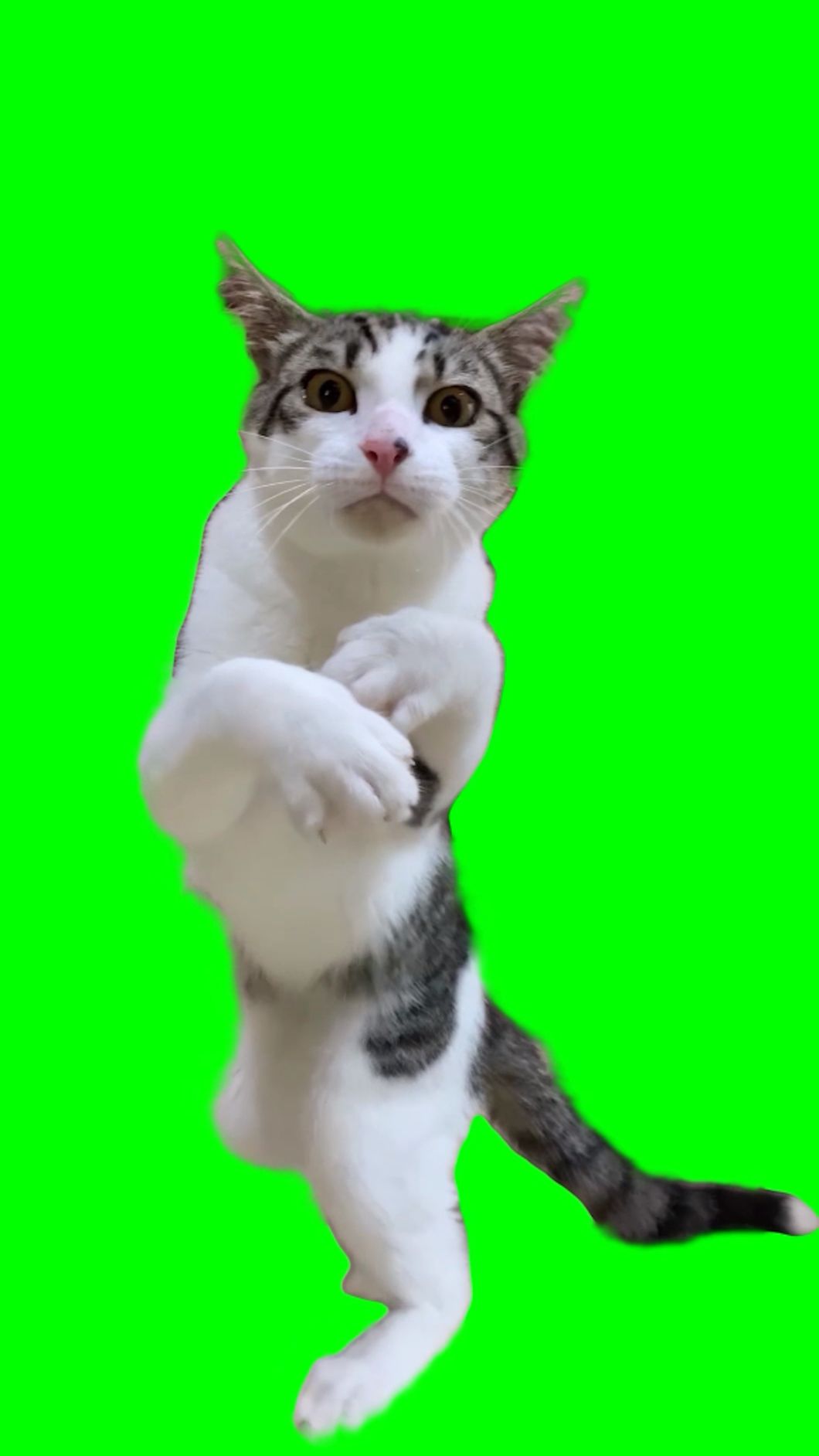 Cat boxing meme Part 2 (Green Screen)