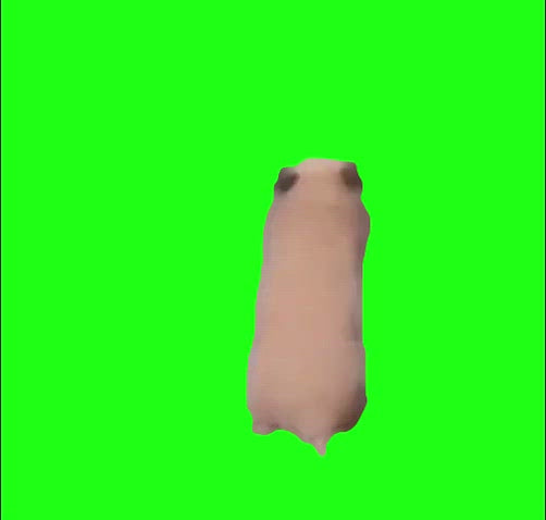 Hamster scared of touching (Green Screen)