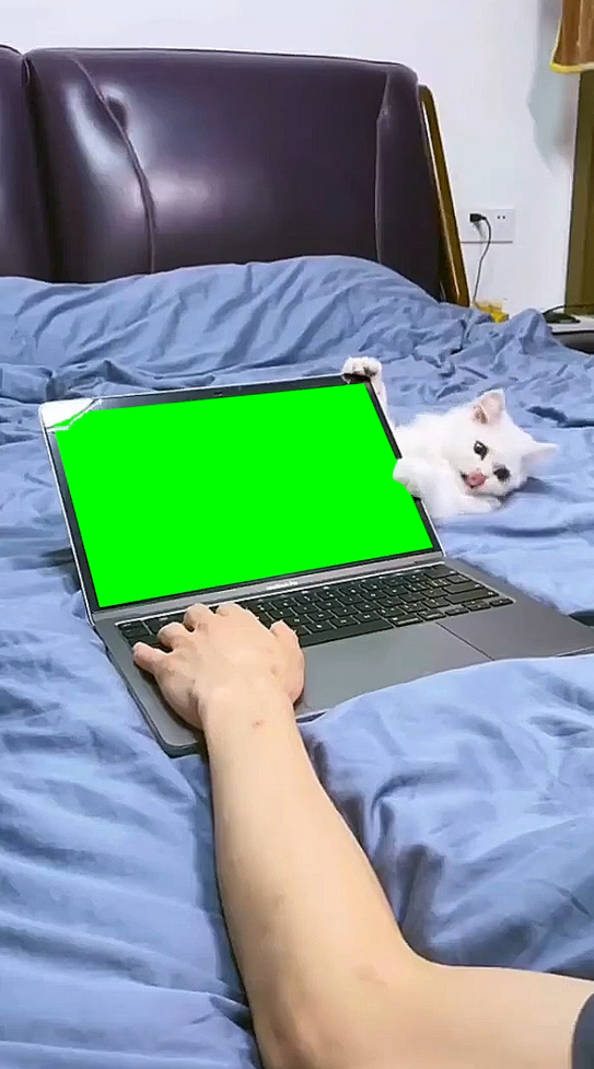 Cat Bites Laptop Screen (Green Screen)
