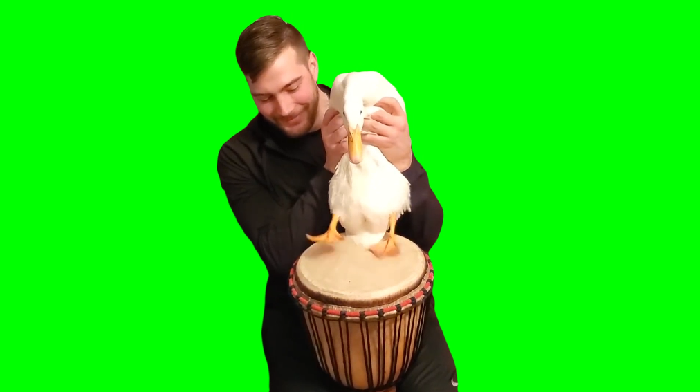 Duck Play Drums (Green Screen)